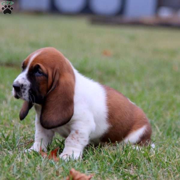 Sammy, Basset Hound Puppy