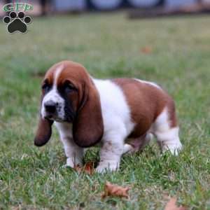 Sammy, Basset Hound Puppy