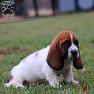 Sammy, Basset Hound Puppy