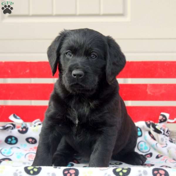 Samuel, Labrador Mix Puppy