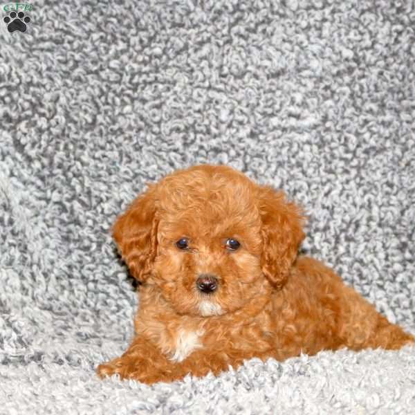 Sandy, Cavapoo Puppy