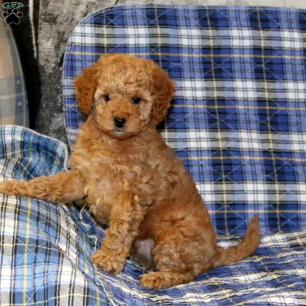 Sandy, Cavapoo Puppy