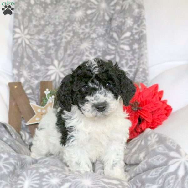 Santa, Mini Goldendoodle Puppy