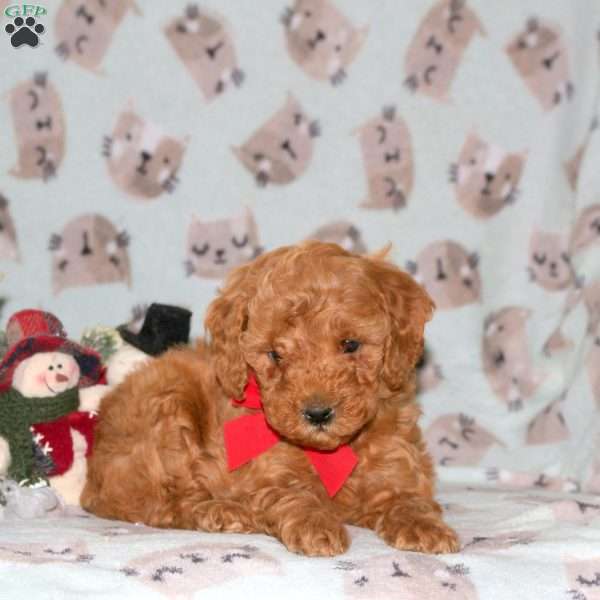 Santa, Miniature Poodle Puppy