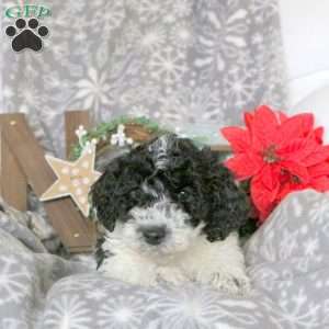 Santa, Mini Goldendoodle Puppy