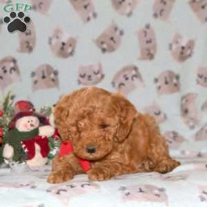 Santa, Miniature Poodle Puppy