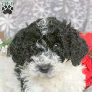 Santa, Mini Goldendoodle Puppy