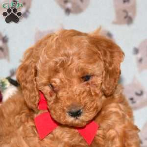 Santa, Miniature Poodle Puppy