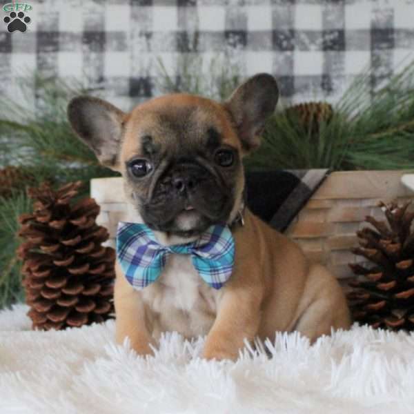 Santa Paws, French Bulldog Puppy