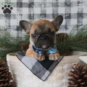 Santa Paws, French Bulldog Puppy