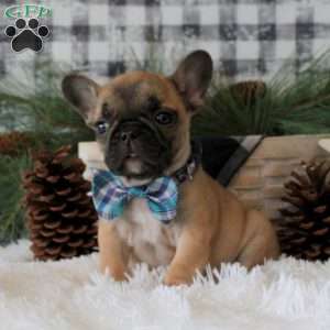 Santa Paws, French Bulldog Puppy