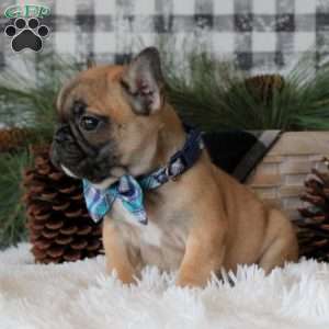 Santa Paws, French Bulldog Puppy