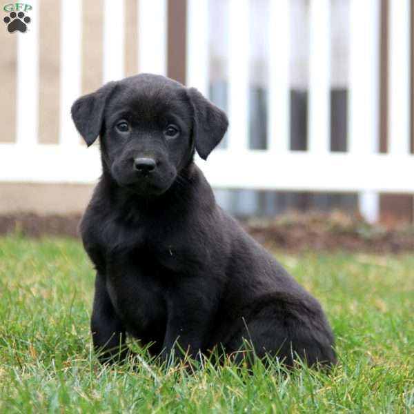 Sara, Black Labrador Retriever Puppy