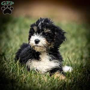 Sarah, Mini Bernedoodle Puppy