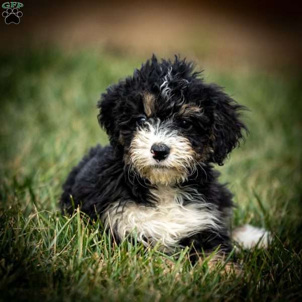 Sarah, Mini Bernedoodle Puppy