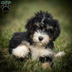 Sarah, Mini Bernedoodle Puppy