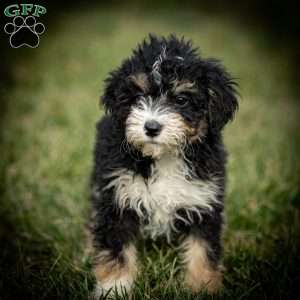 Sarah, Mini Bernedoodle Puppy