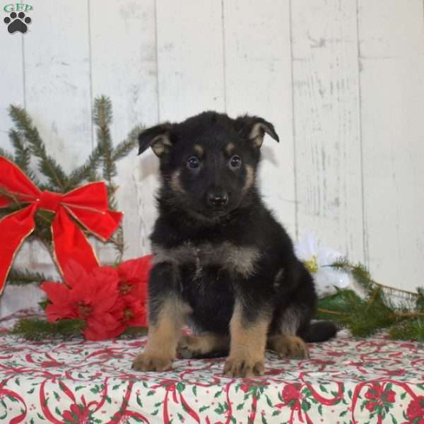 Sarge, German Shepherd Puppy