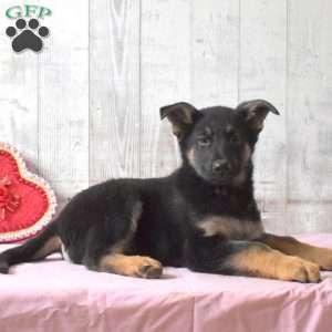 Sarge, German Shepherd Puppy