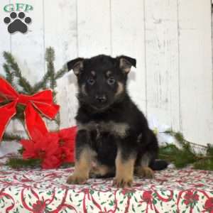 Sarge, German Shepherd Puppy