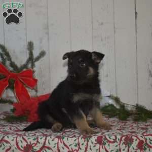 Sarge, German Shepherd Puppy