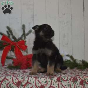 Sarge, German Shepherd Puppy