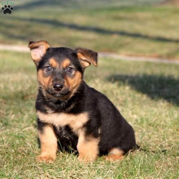 Sarge, German Shepherd Mix Puppy