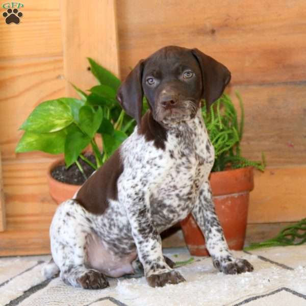 Sarge, German Shorthaired Pointer Puppy