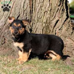 Sarge, German Shepherd Mix Puppy