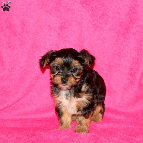 Sari, Yorkie Puppy