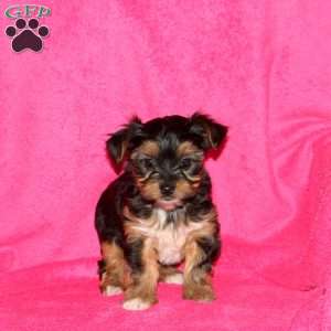 Sari, Yorkie Puppy