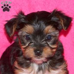 Sari, Yorkie Puppy