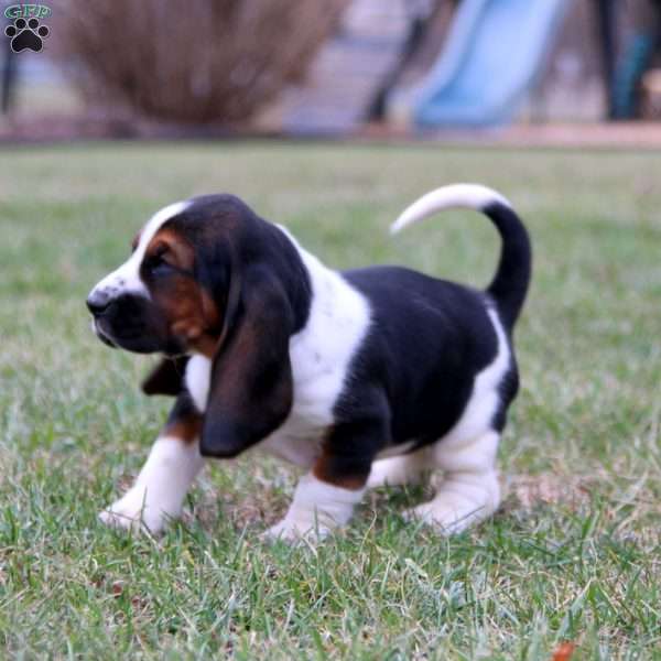 Sasha, Basset Hound Puppy