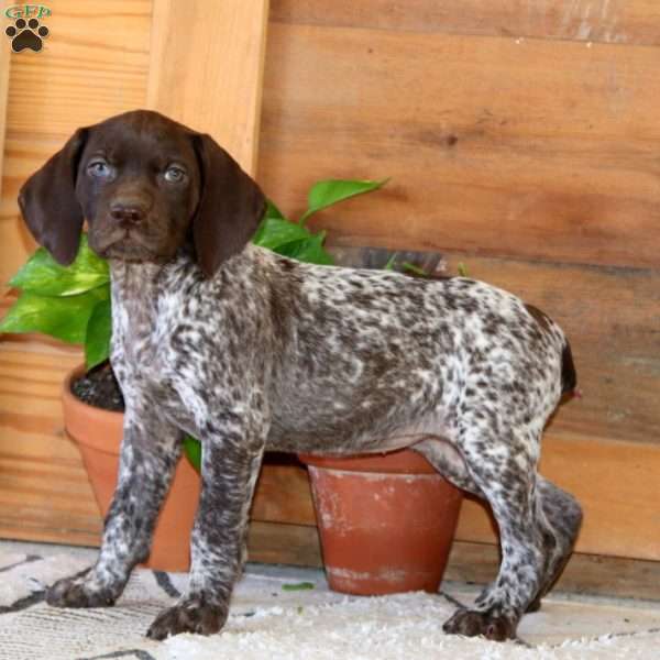 Sasha, German Shorthaired Pointer Puppy