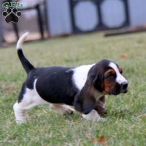 Sasha, Basset Hound Puppy