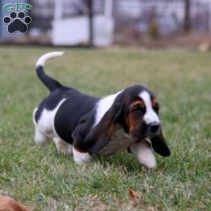 Sasha, Basset Hound Puppy