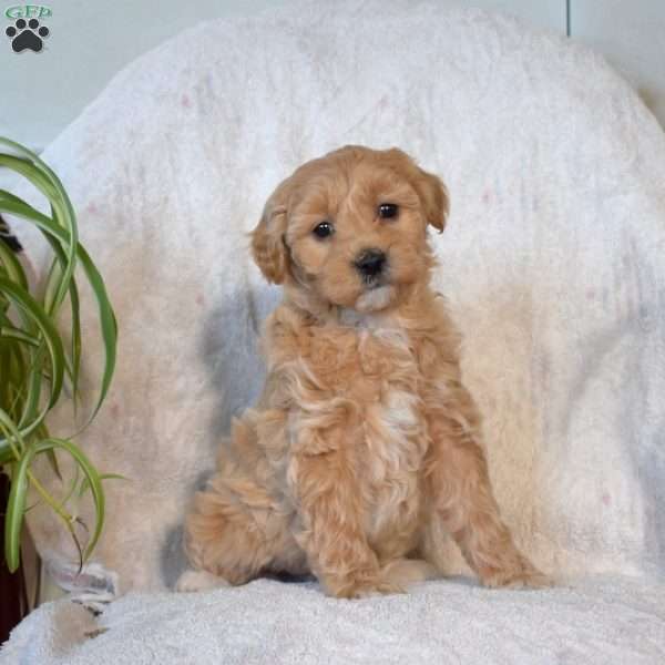 Sassy, Mini Goldendoodle Puppy