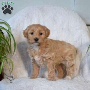 Sassy, Mini Goldendoodle Puppy