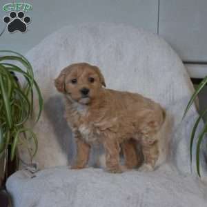 Sassy, Mini Goldendoodle Puppy