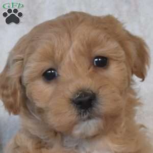 Sassy, Mini Goldendoodle Puppy