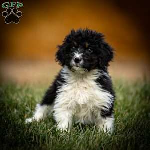 Savannah, Mini Bernedoodle Puppy