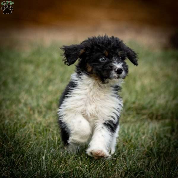 Savannah, Mini Bernedoodle Puppy