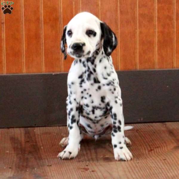 Savannah, Dalmatian Puppy