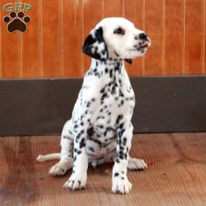 Savannah, Dalmatian Puppy