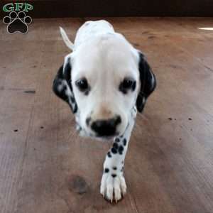 Savannah, Dalmatian Puppy