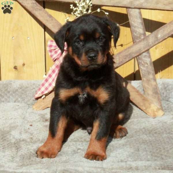 Sawyer, Rottweiler Puppy