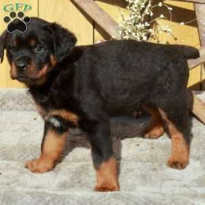 Sawyer, Rottweiler Puppy