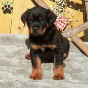 Sawyer, Rottweiler Puppy