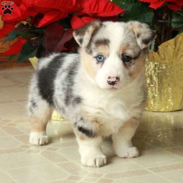 Scarlet, Pembroke Welsh Corgi Puppy