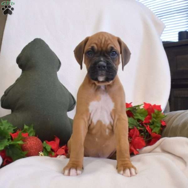 Scooby, Boxer Puppy